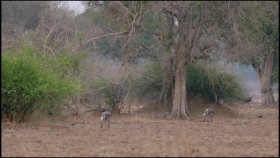 Africas Hunters S03E05 Deadly Rivals XviD-AFG EZTV