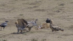 Africas Wild Horizons S01E06 Ngorongoro Crater-Cursed Haven 1080p WEB h264-CAFFEiNE EZTV