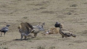 Africas Wild Horizons S01E06 Ngorongoro Crater-Cursed Haven 720p WEB h264-CAFFEiNE EZTV