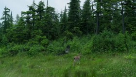 Alaskan Bush People S06E01 All That Matters XviD-AFG EZTV
