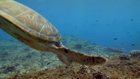 Arabian Seas S01E05 A Turtles Legacy XviD-AFG EZTV