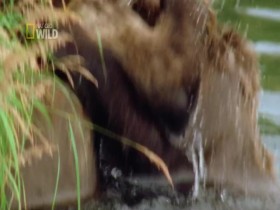Baby Animals In The Wild S01E01 Forest Babies 480p x264-mSD EZTV