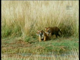 BBC Natural World Collection 2 2002 Danger in Tiger Paradise Xvid MVGroup avi EZTV