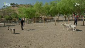 Cesar Millan Better Human Better Dog S03E07 1080p HEVC x265-MeGusta EZTV