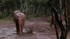 Dodo Heroes S02E03 Baby Elephant Rescue WEBRip x264-CAFFEiNE EZTV