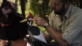 Extinct or Alive S02E08 Ivory Billed Woodpecker of the Bayou 720p WEBRip x264-CAFFEiNE EZTV