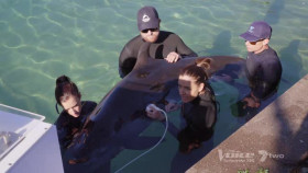 Gold Coast Ocean Rescue S01E05 XviD-AFG EZTV