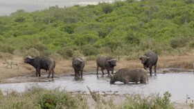 Great Parks of Africa S01E01 Addo Elephant National Park XviD-AFG EZTV