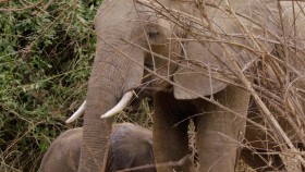 Guardians of the Wild S01E01 Elephant Rescue 720p AMZN WEB-DL DDP2 0 H 264-NTb EZTV