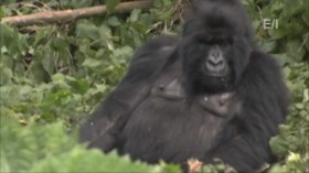Jack Hannas Into the Wild S13E04 Best of Virungas Mountain Gorillas HDTV x264-CRiMSON EZTV