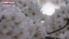 Magical Japanese S01E02 Cherry blossoms XviD-AFG EZTV