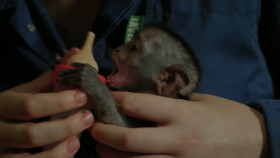 Malawi Wildlife Rescue S01E02 Monkey Madness 1080p HEVC x265-MeGusta EZTV