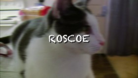 My Cat From Hell S03E05 Roscoe the Menace WEB H264-GIMINI EZTV