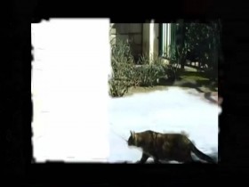 My Cat From Hell S07E06 Psychic Disconnect 480p x264-mSD EZTV