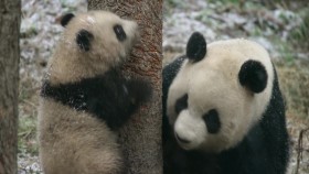 Nature S39E01 Pandas Born to be Wild 1080p WEB h264-BAE EZTV