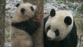 Nature S39E01 Pandas Born to be Wild 720p WEB h264-BAE EZTV