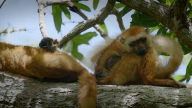 Nature S39E03 Primates Secrets of Survival XviD-AFG EZTV