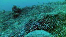 Nature S40E06 Oceans Animals with Cameras 1080p WEBRip x264-BAE EZTV