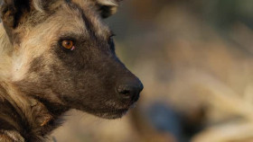 Nature S41E08 Dogs in the Wild Secrets of Success XviD-AFG EZTV