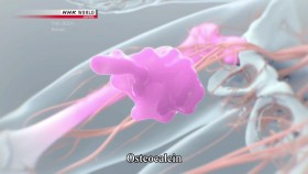 NHK Documentary S05E23 THE BODY Bones Fountain Of Youth And Power 720p HDTV x264-DARKFLiX EZTV