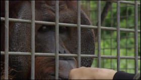 Orangutan Jungle School S01E02 Movin on Up WEB H264-UNDERBELLY EZTV