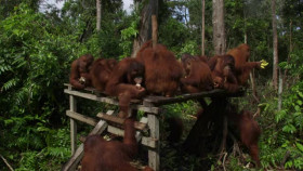 Orangutan Jungle School S03E03 Growing Pains XviD-AFG EZTV