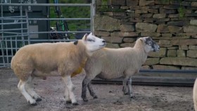 Our Yorkshire Farm S03E02 XviD-AFG EZTV