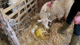 Our Yorkshire Farm S03E06 XviD-AFG EZTV
