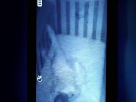 Paranormal Caught on Camera S02E08 Jinn on the Prowl 480p x264-mSD EZTV