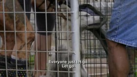 Pit Bulls and Parolees S16E00 Against All Odds Wolf Hybrids Rescue XviD-AFG EZTV