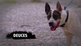 Pit Bulls and Parolees S18E02 Life in a Cage 720p HEVC x265-MeGusta EZTV