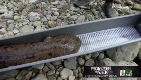 River Monsters S08E07 Killer Discoveries 720p HDTV x264-DHD EZTV