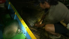 Robson Green Extreme Fisherman S01E06 Borneo WEB x264-GIMINI EZTV