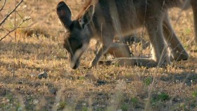 Secret Life of the Kangaroo S01E02 From Pouch to Foot 1080p WEB h264-CAFFEiNE EZTV