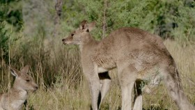Secret Life of the Kangaroo S01E03 A Bucks Life 1080p WEB h264-CAFFEiNE EZTV