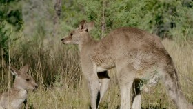 Secret Life of the Kangaroo S01E03 A Bucks Life 720p WEB h264-CAFFEiNE EZTV