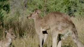 Secret Life of the Kangaroo S01E03 A Bucks Life WEB h264-CAFFEiNE EZTV