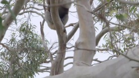 Secret Life of the Koala S01E01 Breeding Season WEB h264-CAFFEiNE EZTV