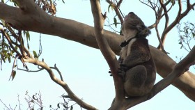 Secret Life of the Koala S01E02 Koala Country 1080p WEB h264-CAFFEiNE EZTV