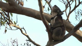 Secret Life of the Koala S01E02 Koala Country WEB h264-CAFFEiNE EZTV