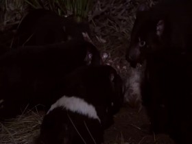 Secret Life of the Tasmanian Devil S01E01 Meet the Devils 480p x264-mSD EZTV