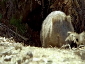 Secret Life of the Wombat S01E01 Wombat Wood 480p x264-mSD EZTV