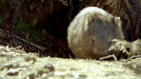 Secret Life of the Wombat S01E01 Wombat Wood WEB h264-CAFFEiNE EZTV
