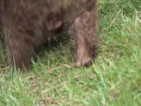Secret Life of the Wombat S01E02 A Joeys Journey 480p x264-mSD EZTV