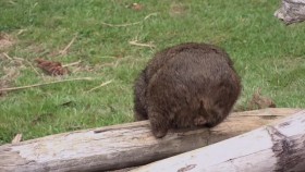 Secret Life of the Wombat S01E02 A Joeys Journey WEB h264-CAFFEiNE EZTV