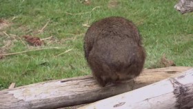 Secret Life of the Wombat S01E02 A Joeys Journey XviD-AFG EZTV