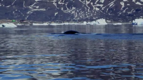 Secrets in the Ice S02E09 Riddle of Whale Bone Alley 720p HEVC x265-MeGusta EZTV