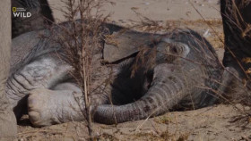 Secrets of the Elephants S01E01 XviD-AFG EZTV