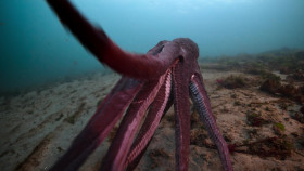 Secrets of the Octopus S01E02 Masterminds 1080p DSNP WEB-DL DDP5 1 H 264-FLUX EZTV