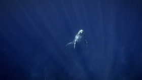Secrets of the Whales S01E02 1080p HEVC x265-MeGusta EZTV